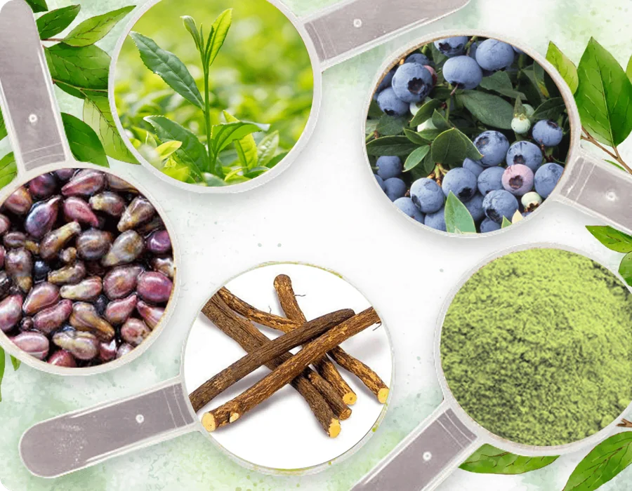 Round scoops of plant ingredients: green tea leaves, grape seeds, blue berries, licorice root and a green powder